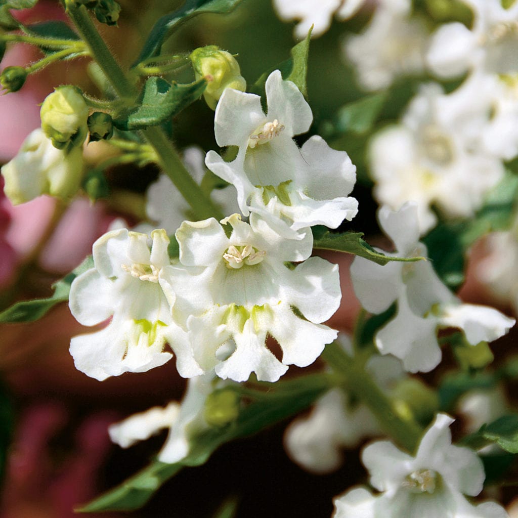 ANGELONIA ANGELFACE WHITE SUMMER SNAPDRAGON