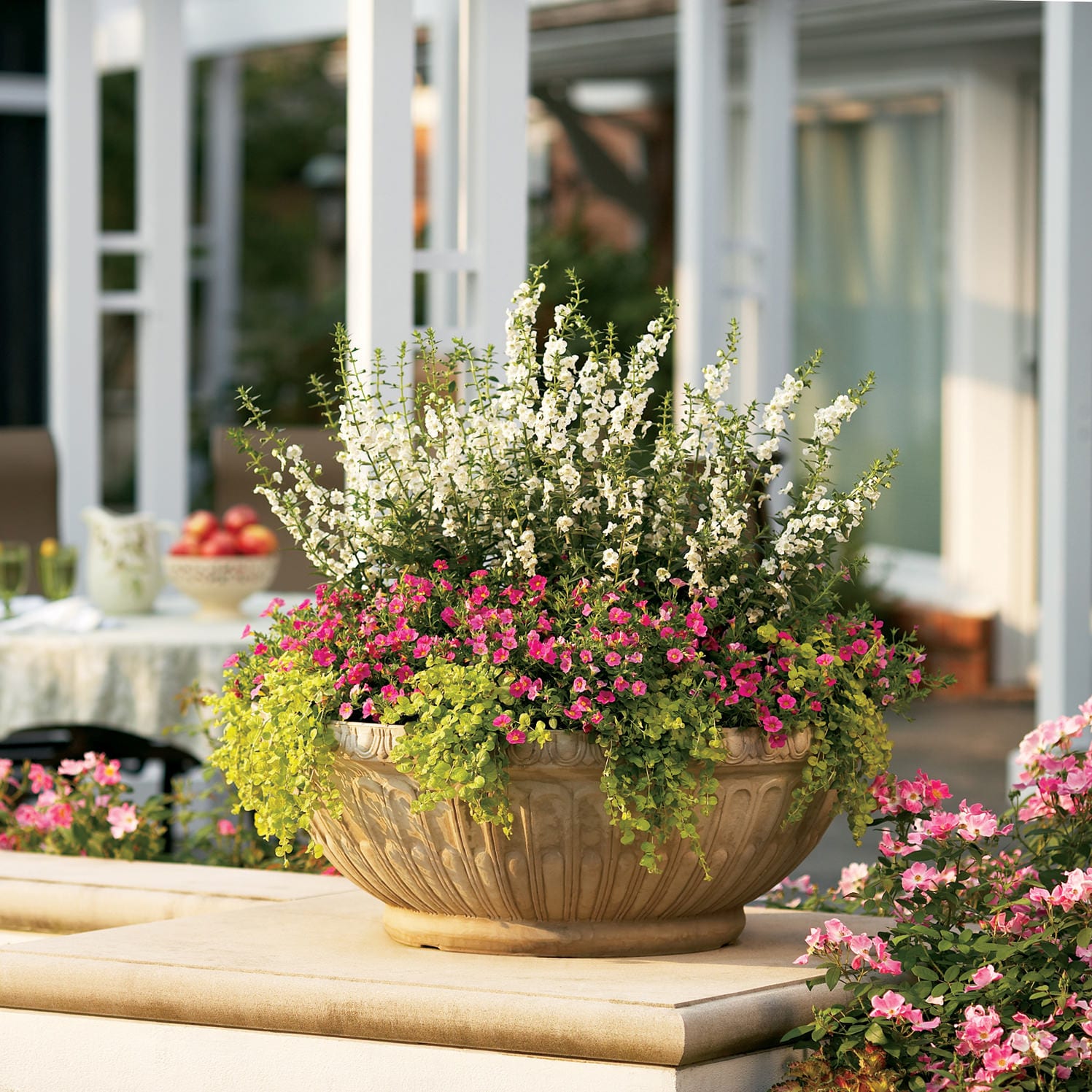 Image of Angelface snapdragon in a garden