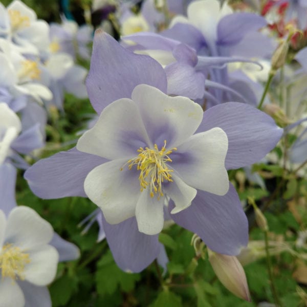 AQUILEGIA BLUEBIRD COLUMBINE