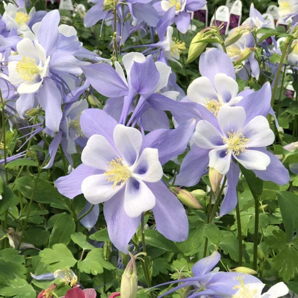 AQUILEGIA BLUEBIRD COLUMBINE