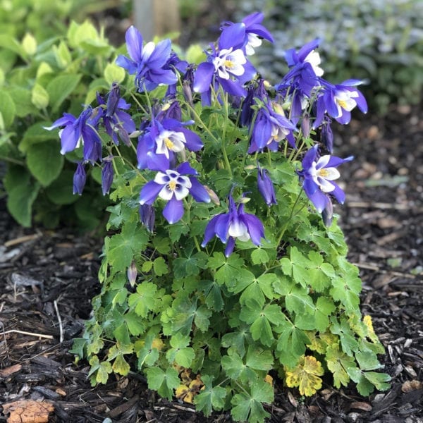 AQUILEGIA BLUEBIRD COLUMBINE