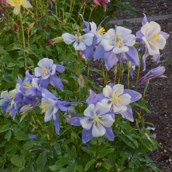 AQUILEGIA BLUEBIRD COLUMBINE