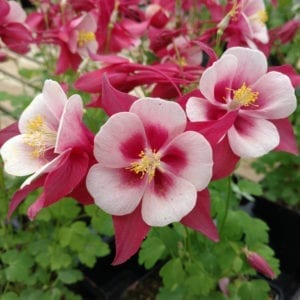 AQUILEGIA SONGBIRD CARDINAL COLUMBINE