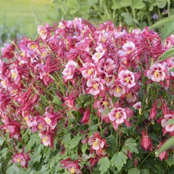 AQUILEGIA SONGBIRD CARDINAL COLUMBINE