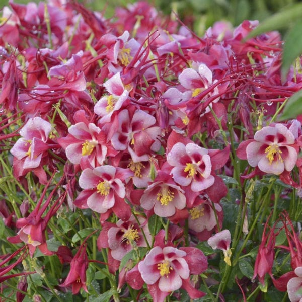 AQUILEGIA SONGBIRD CARDINAL COLUMBINE