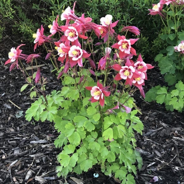 AQUILEGIA SONGBIRD CARDINAL