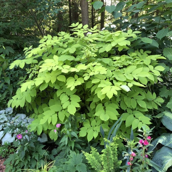 ARALIA SUN KING GOLDEN ARALIA