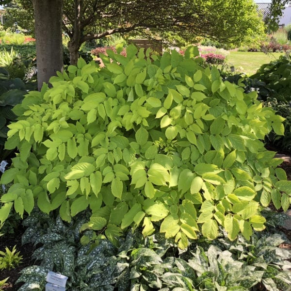 ARALIA SUN KING GOLDEN ARALIA