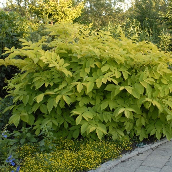 ARALIA SUN KING GOLDEN ARALIA