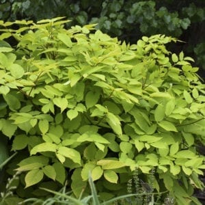 Aralia - Golden Japanese Spikenard