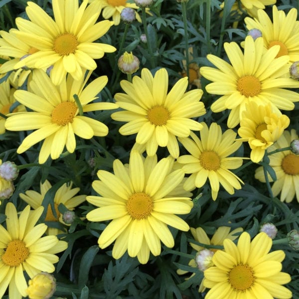 ARGYRANTHEMUM GOLDEN BUTTERFLY MARGUERITE DAISY