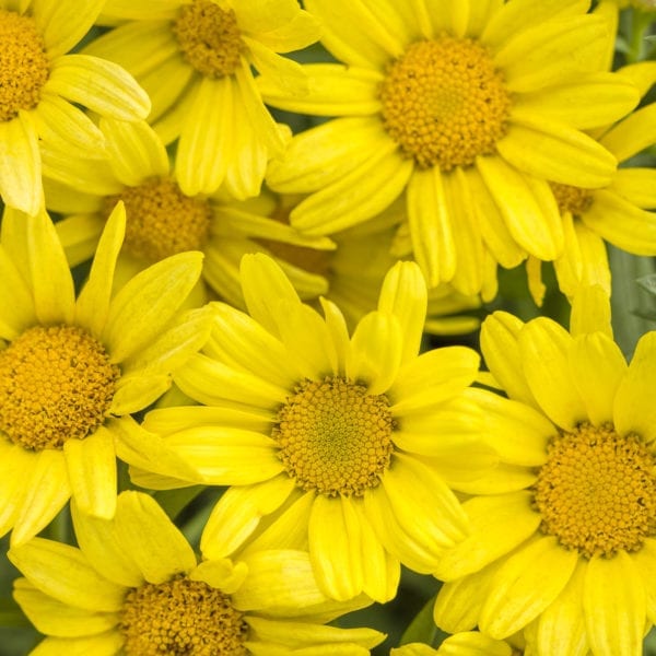 ARGYRANTHEMUM GOLDEN BUTTERFLY MARGUERITE DAISY