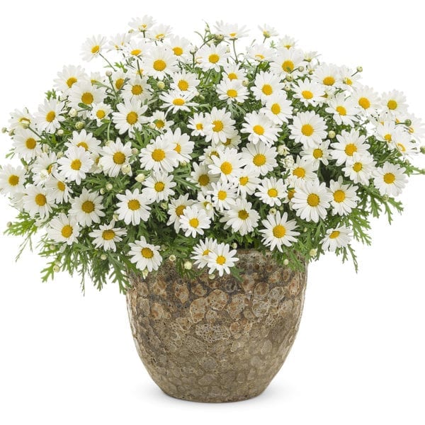 ARGYRANTHEMUM PURE WHITE BUTTERFLY MARGUERITE DAISY