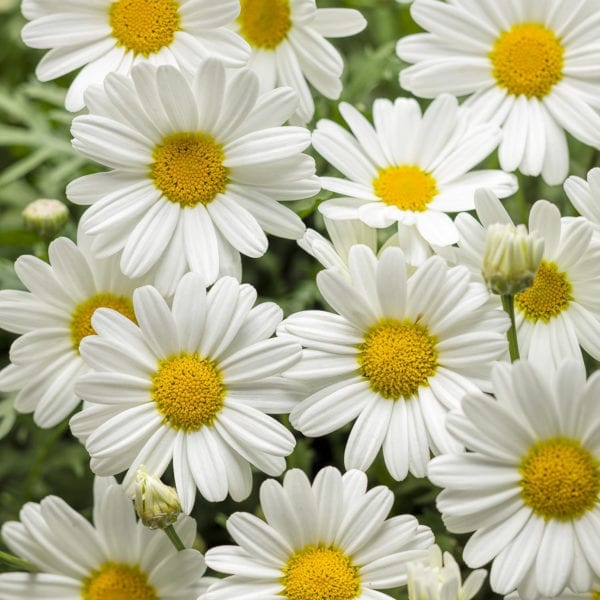 ARGYRANTHEMUM PURE WHITE BUTTERFLY MARGUERITE DAISY