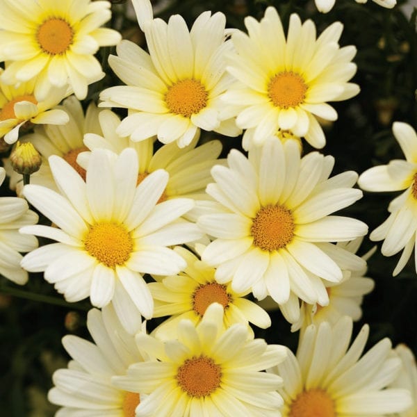 ARGYRANTHEMUM VANILLA BUTTERFLY MARGUERITE DAISY