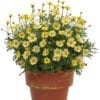 ARGYRANTHEMUM VANILLA BUTTERFLY MARGUERITE DAISY