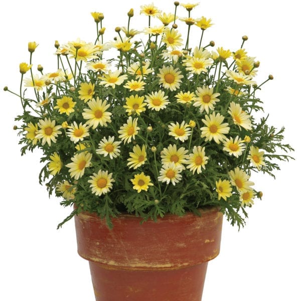 ARGYRANTHEMUM VANILLA BUTTERFLY MARGUERITE DAISY