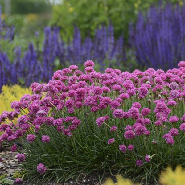 ARMERIA BLOODSTONE THRIFT