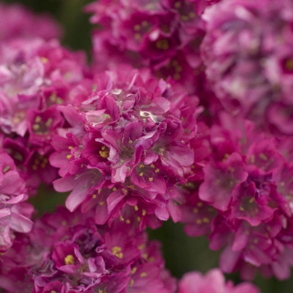 ARMERIA BLOODSTONE THRIFT