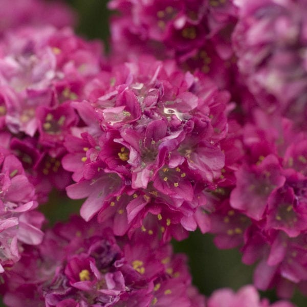 ARMERIA BLOODSTONE THRIFT