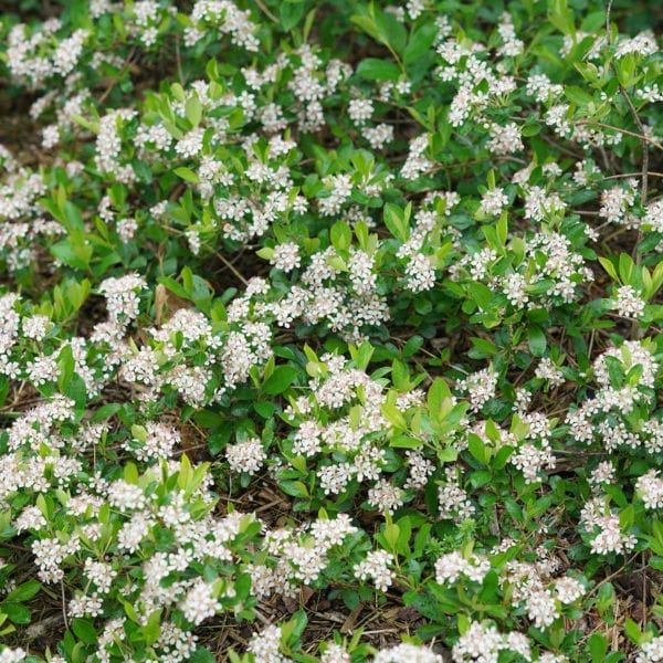 ARONIA GROUND HUG CHOKEBERRY