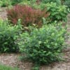 ARONIA LOW SCAPE HEDGER CHOKEBERRY