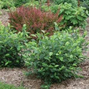 ARONIA LOW SCAPE HEDGER CHOKEBERRY