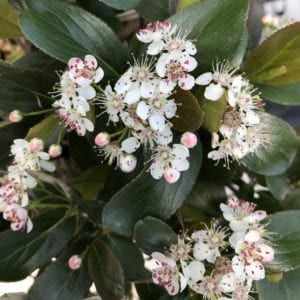 ARONIA LOW SCAPE MOUND CHOKEBERRY