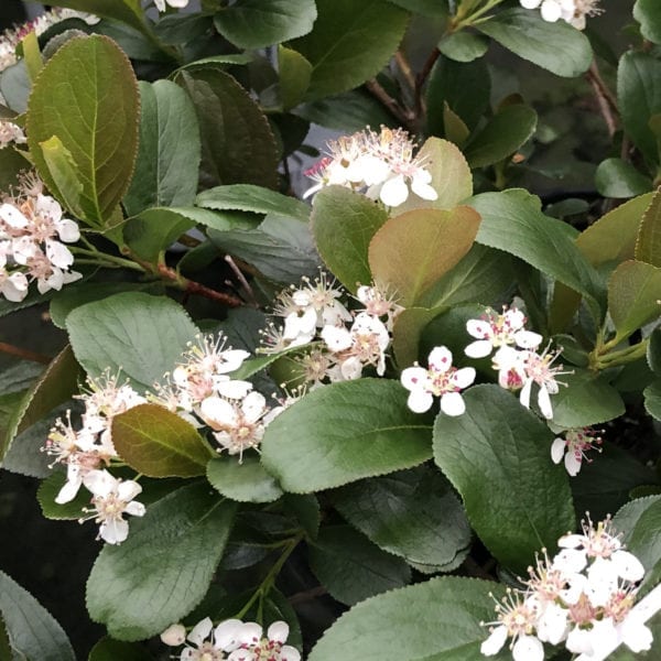 ARONIA LOW SCAPE MOUND CHOKEBERRY