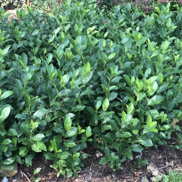 ARONIA LOW SCAPE MOUND CHOKEBERRY