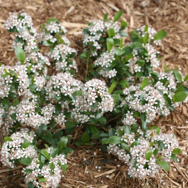 ARONIA LOW SCAPE MOUND CHOKEBERRY