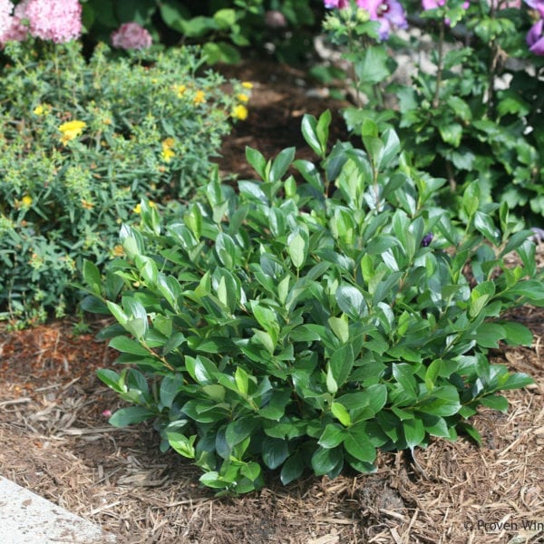 ARONIA LOW SCAPE MOUND CHOKEBERRY