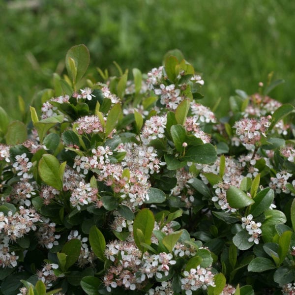 ARONIA LOW SCAPE MOUND CHOKEBERRY