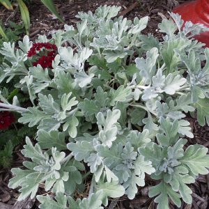 Artemisia - Dusty Miller