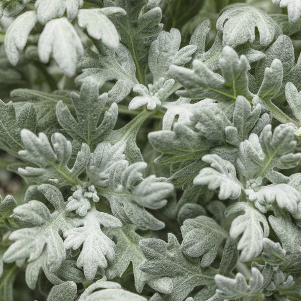 ARTEMISIA QUICKSILVER DUSTY MILLER