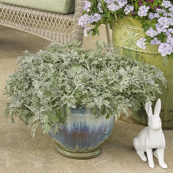 ARTEMISIA SILVER BULLET WORMWOOD