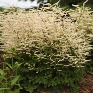 Monarda Leading Lady Lilac - Buy Bee Balm Perennials Online