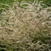 ARUNCUS CHANTILLY LACE GOATSBEARD