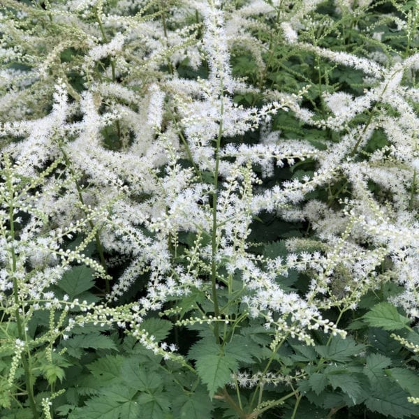 ARUNCUS MISTY LACE GOATSBEARD