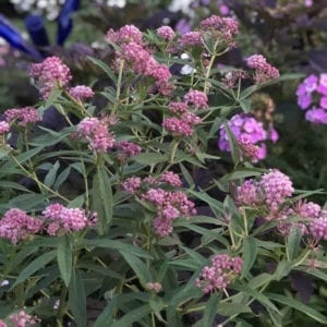 ASCLEPIAS CINDERELLA MILKWEED