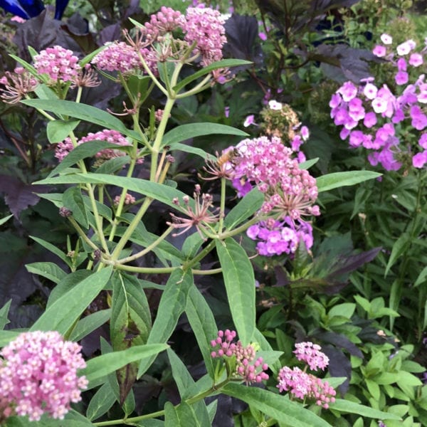 ASCLEPIAS CINDERELLA MILKWEED