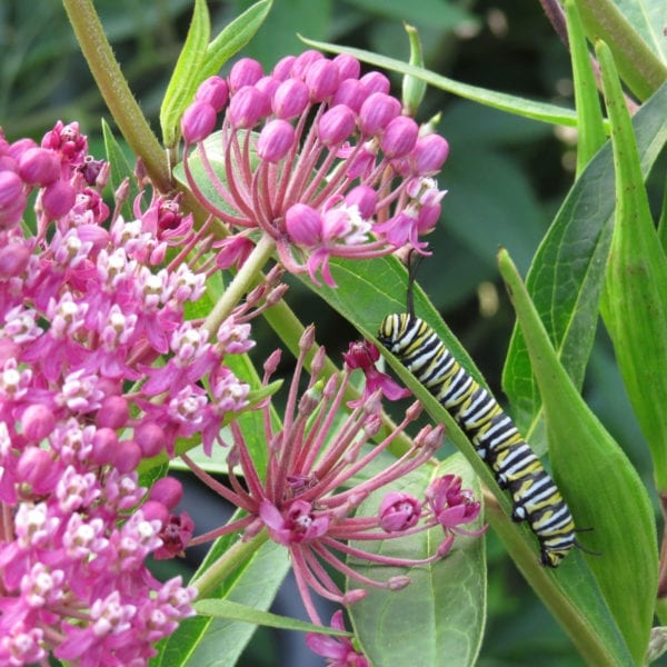 ASCLEPIAS CINDERELLA MILKWEED