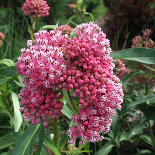 ASCLEPIAS CINDERELLA MILKWEED