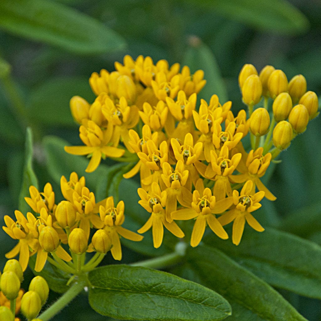 ASCLEPIAS TUBEROSA HELLO YELLOW MILKWEED