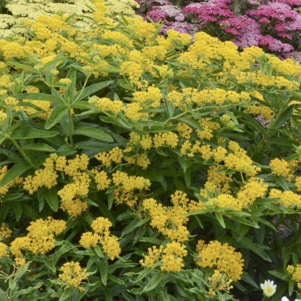 ASCLEPIAS TUBEROSA HELLO YELLOW MILKWEED