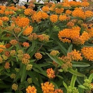 ASCLEPIAS TUBEROSA MILKWEED