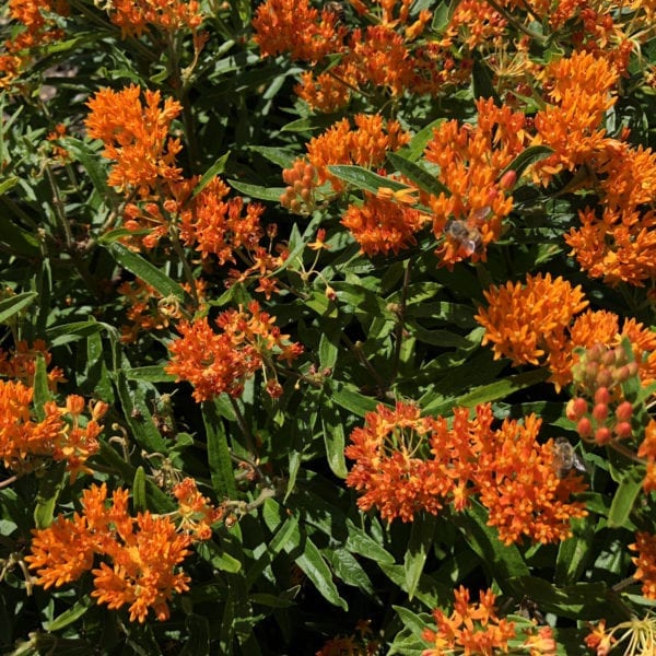 ASCLEPIAS TUBEROSA MILKWEED