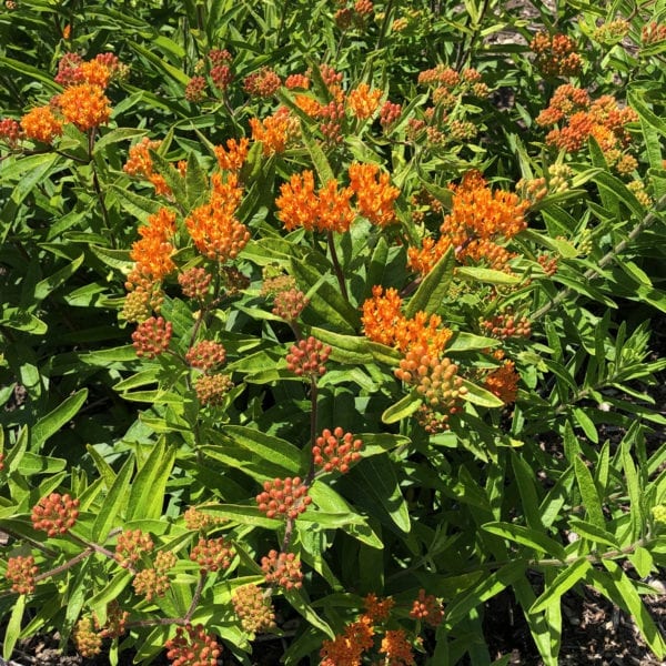 ASCLEPIAS TUBEROSA MILKWEED