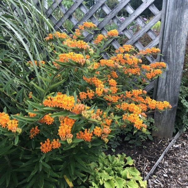 ASCLEPIAS TUBEROSA MILKWEED