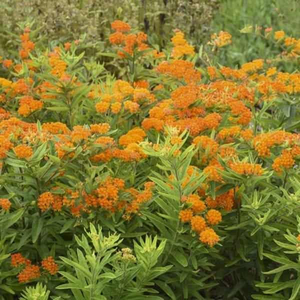 ASCLEPIAS TUBEROSA MILKWEED